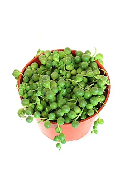 OSKARYUM Senecio Rowleyanus, Tesbih Çiçeği 5,5 Cm Saksıda