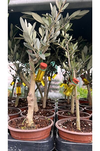 SENA BOTANİK VE ÇİÇEK Zeytin Bonsai Mini Zeytin Ağacı 12cm.lik Açık Kök Ev,ofis.iç Mekan Bitkisi
