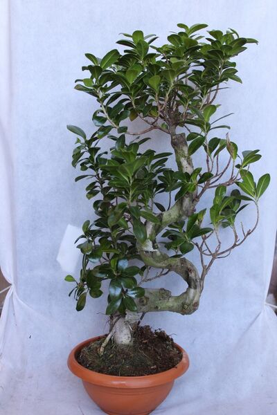 BotanikBahçem Ficus Microcarpa S Gövde 40-50 Cm (bonsai Ağacı)