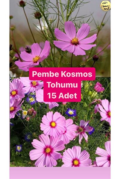 Birtutamrenk Cosmos bipinnatus pembe kosmos çiçeği 15adet tohum