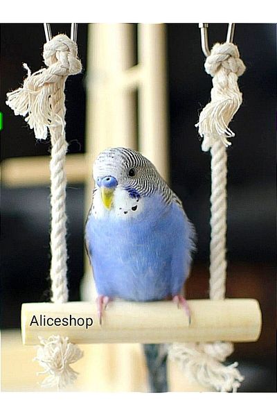 aliceshop أرجوحة الطيور - تصميم الببغاء