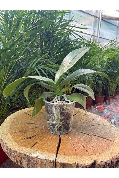 Taha Çiçekcilik Çiçeksiz Orkide Fidesi