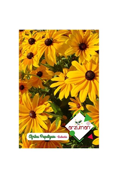 Arzuman Afrika Papatyası Çiçeği Tohumu-100 Adet