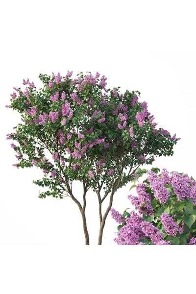 mutbirlik Saksıda Koyu Mor Leylak Ağacı