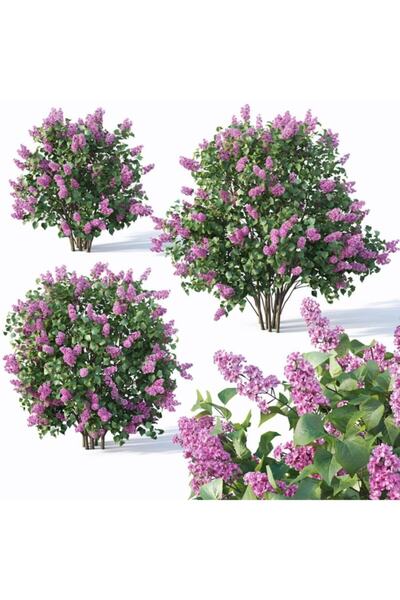 mutbirlik Saksıda Koyu Mor Leylak Ağacı