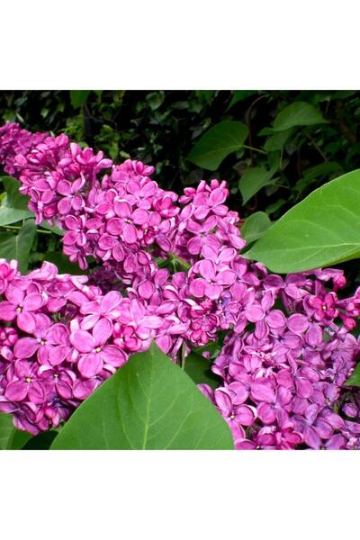 mutbirlik Saksıda Koyu Mor Leylak Ağacı