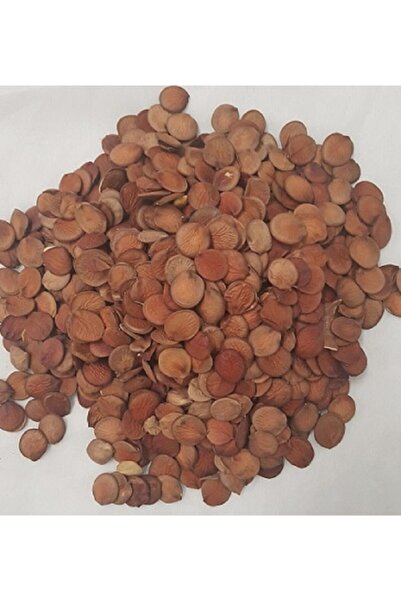 Ekodoğa Orkide Ağacı Tohumu 10 Adet Ağaç Tohumu Orkide Ağacı Süs Bitkileri To...