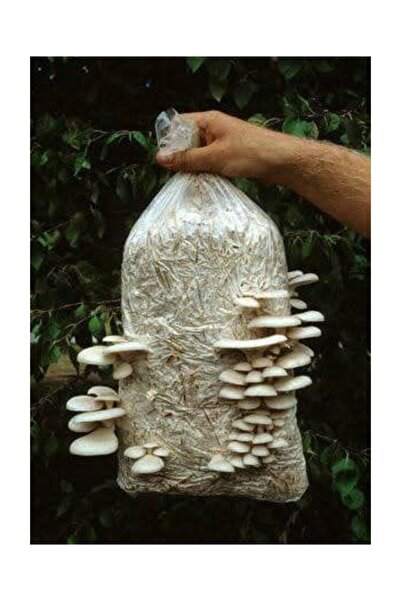 Allos 6 Lt 3 Kg Istiridye Mantarı Miseli Tohum Kompostu Mantar Vermeye Hazır Durumda