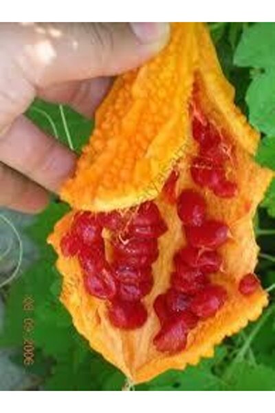 Arzuman Tohum Kudret Narı