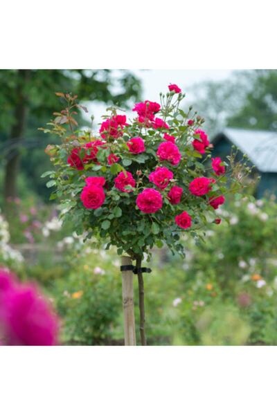 ruzgarbotanik 3 Adet Pembe Baston Gülü 120 Cm Saksılı