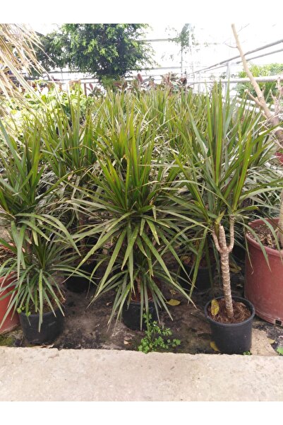 Tüplü Margerette Armut Fidanı (100-150 CM)