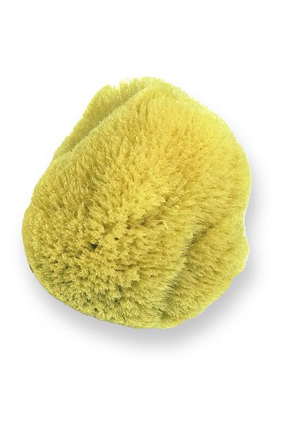 BAZAAR 4 Mediterranean Sea Sponge