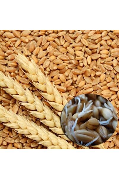 Genel Markalar Çimlendirmelik Tozsuz Organik Buğday 1kg