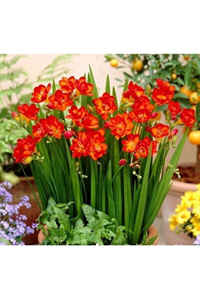 Patika Botanik Katmerli Çift Kırmızı Frezya Soğanı 5 Adet