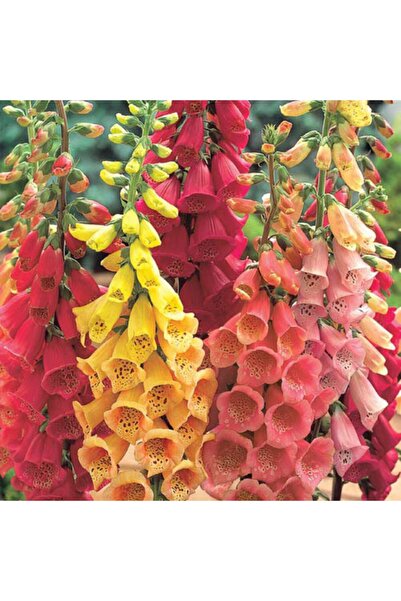GARDENYA TOHUMCULUK Digitalis Çiçeği Tohumu