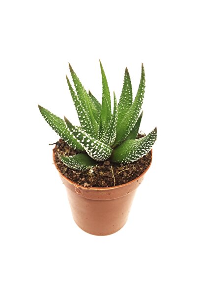 LEVANT Haworthia Zebra Kaktüs Yeni Seri