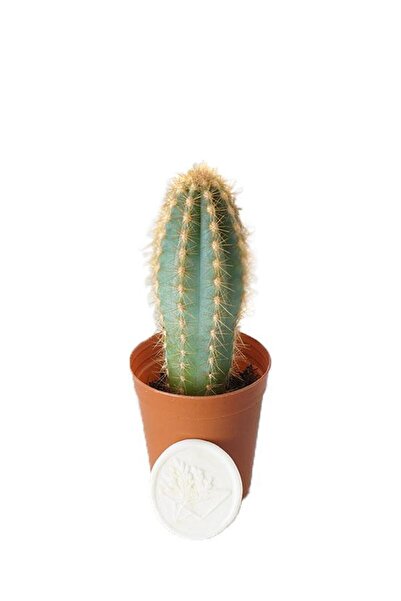serada decor & plant Mavi Meşale Kaktüs (5,5 CM SAKSIDA)