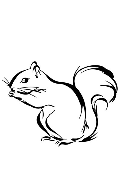 TSC Araba Sincap Yapıştırması 17cm