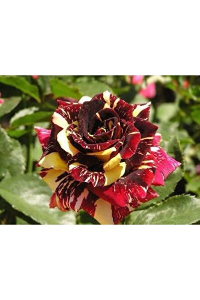 Bahçecim Açık Kök Gül Fidanı