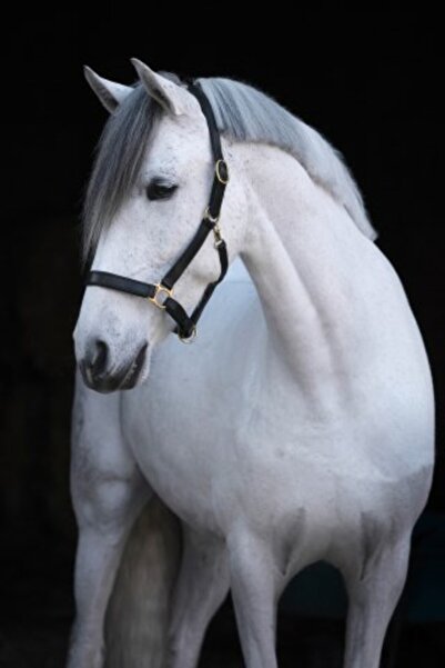 cavalliero Yular - Deri Cob