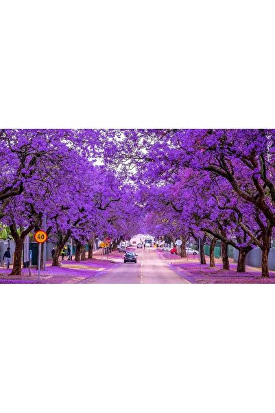 AnkaBahçe 2 Yaş Pavlonya-Paulownia Çin Kavağı Fidanı