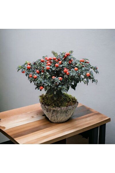 Çiçek Yolla Kudüs Kirazı Solanum