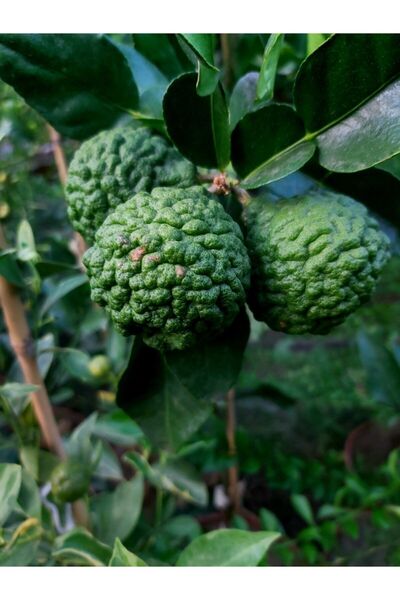 Kaffir Lime Fidanı