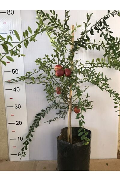 Alata Fidan Tüplü Aşılı Avustralya Kırmızı Limon [blood Lime] Fidanı
