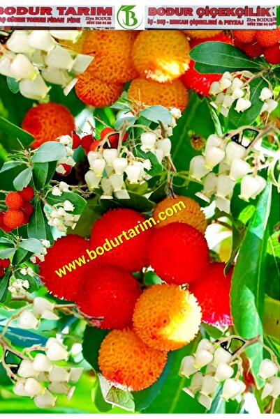 BODUR TARIM Bulancak 2 Yaşında Tam Bodur Doku Kültür Tüplü Topraklı Dağ Çileğ...