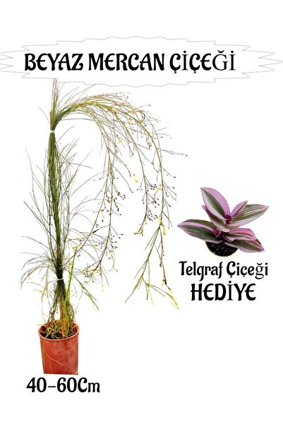 serada decor & plant Beyaz Mercan Çiçeği 1 Adet Sakıslı Telgraf Çiçeği Hediye...