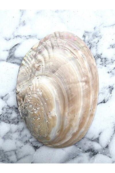 KENT BAHÇESİ ® Istiridye Tütsülük - Incili Deniz Kabuğu - Macabe - Abalone Shell