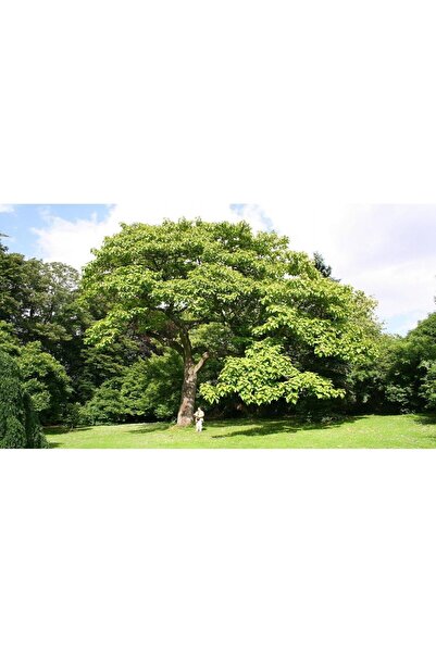 AnkaBahçe Pavlonya-Paulownia Çin Kavağı Fidanı