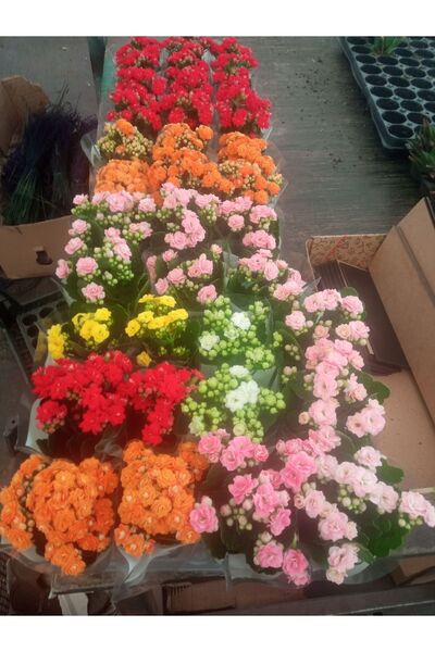 Bilge çiçek (KALANCHOE) Kalanşo Çiçeği 3 Adet Farklı Renkler