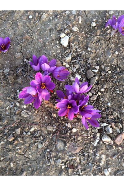 Genel Markalar 10 Adet Safranbolu Gerçek Safran Soğanı Crocus Sativus