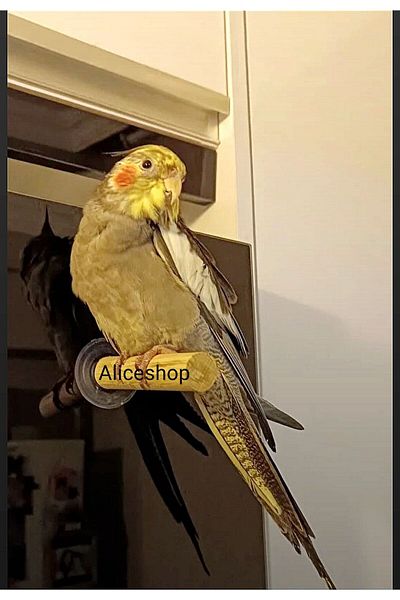 aliceshop Cam'A Attachable Perch with Suction Cup