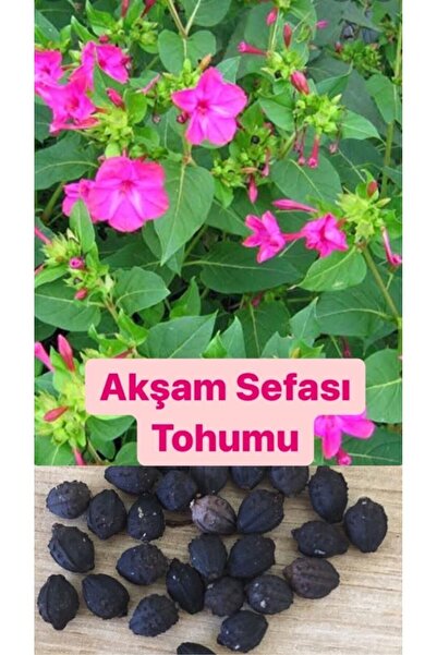 Birtutamrenk Mirabilis Jalapa Fuşya Akşam Sefası 10adet Tohum