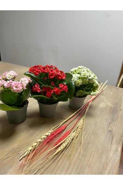 Bilge çiçek (KALANCHOE) Kalanşo Çiçeği 3 Adet Farklı Renkler