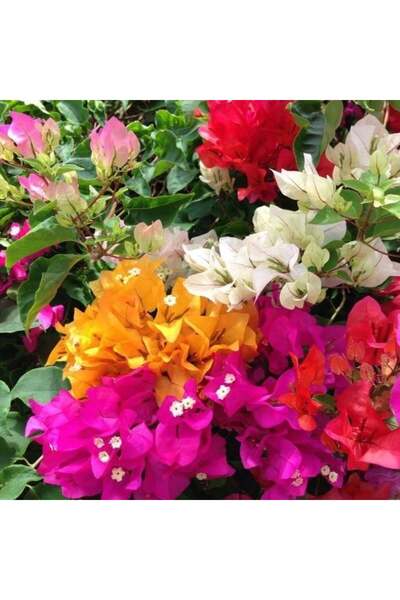 E-fidancim 2 adet Mix Karışık Renkli Begonvil Çiçeği Fidesi Paper Potta