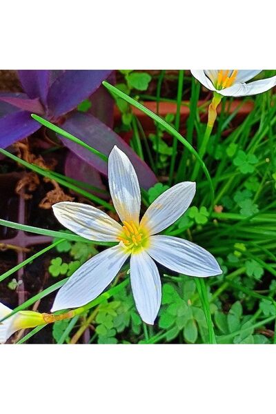 morlalem m Beyaz Zıpçıktı Çiçeği Zephyranthes, Beyaz çiçek verir