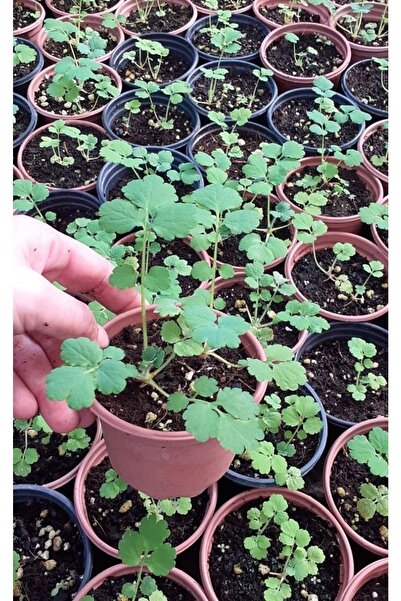 artemisiatıbbibitki Kırlangıç Otu Fidesi Saksıda