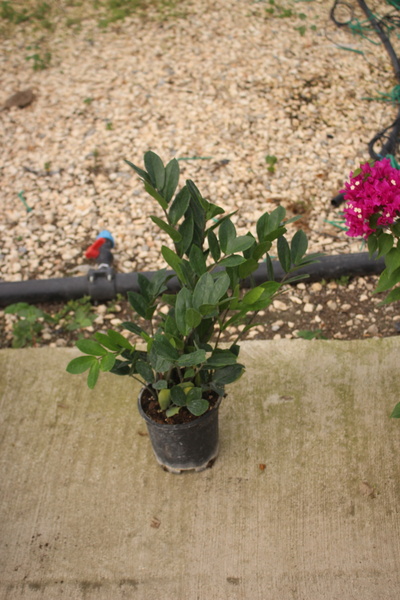 iklim garden Zamia Çiçeği 50 90 Cm Zeze Çiçeği 9-12 Kök Dolgun Form Zamia Bit...