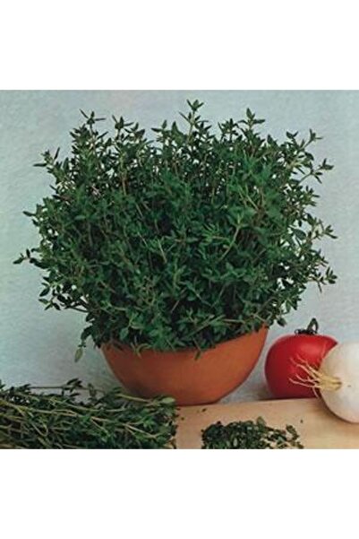 Tohum Dünyası 100 Adet Kışa Dayanıklı Kekik Tohumu