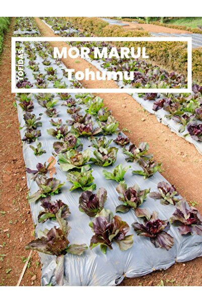TOFİDAS Sunagri Mor Marul Tohumu