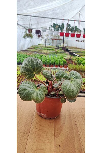 Ravza Çiçekçilik Saksıda Gelin Teli ( Saxifraga Stolonifera ) (12 Cm Askılı S...