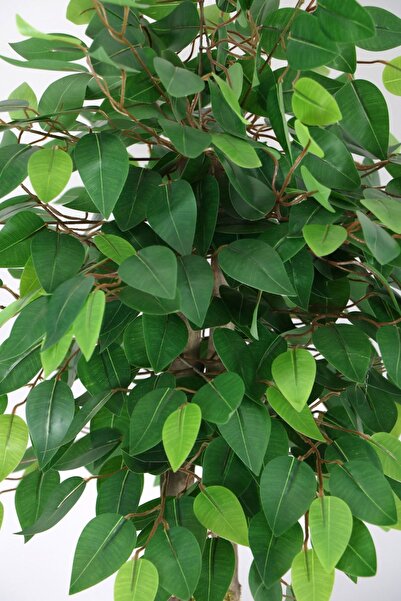 Yapay Çiçek Deposu Siyah Saksıda Yapay Benjamin Ağacı 100 Cm Yeşil