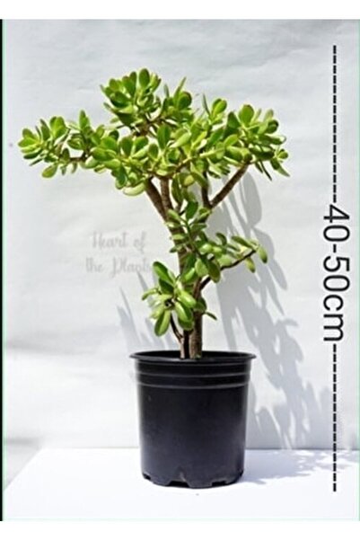 körfezgardens Bonsai Para Çiçeği Crassula Ovata-bereket Ağacı