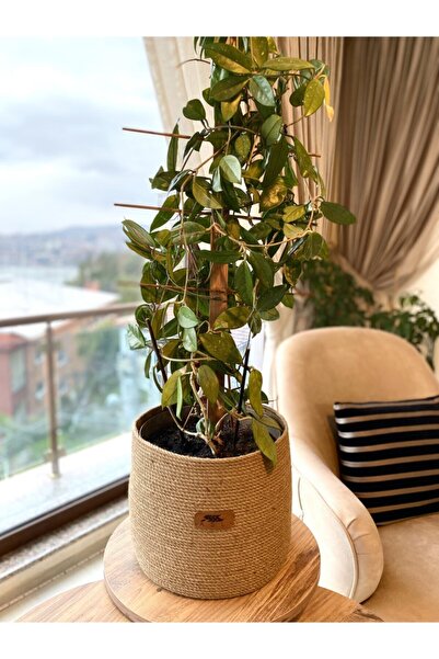 ASL CONCEPT Jüt Hasır Saksı/sepet 30x25