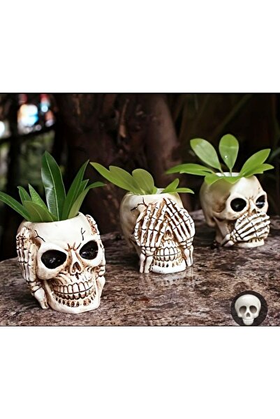 ShowArt Hediyelik Kuru kafa özel set görmedim duymadım bilmiyorum saksı dekor...