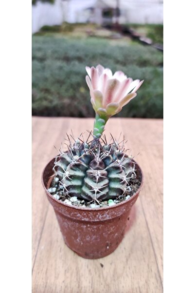 Ravza Çiçekçilik Gymnocalycium Milhanovichii Cactus ( 5,5 Cm Saksıda Çok Nadi...