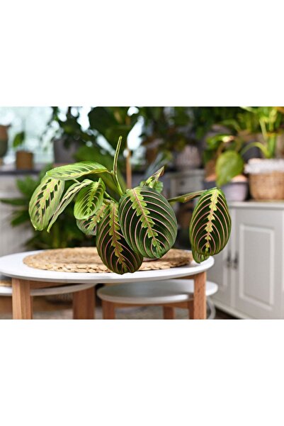 GoldLotus Dua Çiçeği Maranta 30 Cm - Ezan Çiçeği - Kalatya - Calethea